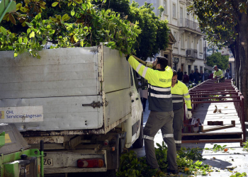 Medio Ambiente ha iniciado los trabajos de poda de árboles cara a la Semana Santa