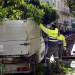 Medio Ambiente ha iniciado los trabajos de poda de árboles cara a la Semana Santa
